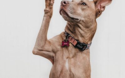 February  – Puppy Love