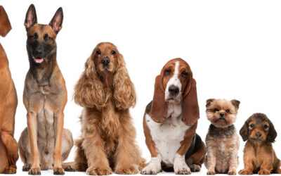 A Look Back at The Top Dog Breeds of 2023: A Canine Countdown