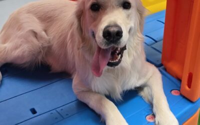 🐾 Why We Require Daycare Participation for Overnight Boarding