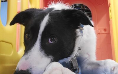 Check out what’s new at Canine Corral!