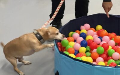 Why Canine Corral’s Daycare, Enrichment, and Overnight Boarding Stand Out in San Jose